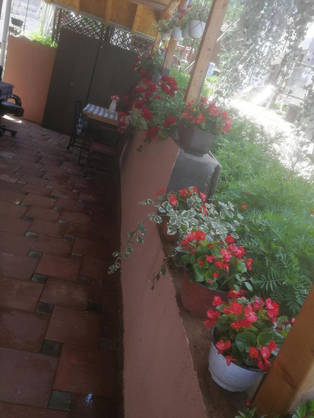 Odmaraliste Vlasko Zdrelo Pirot Camera foto